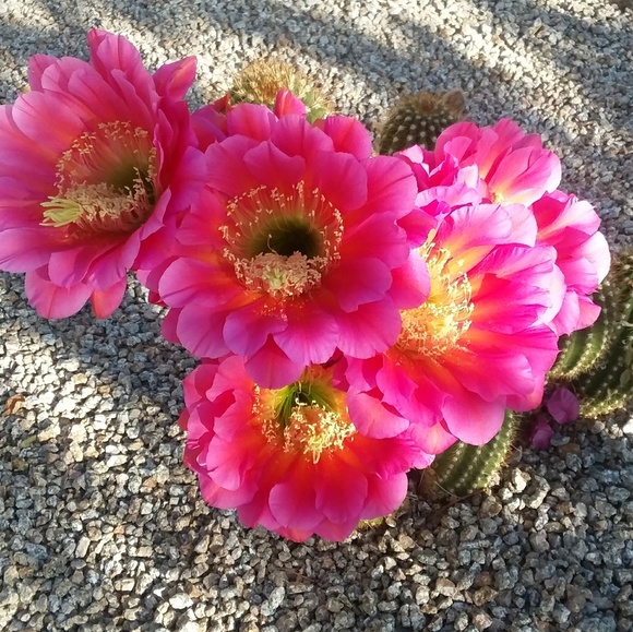 Meet your Posher, Gina - Picture 1 of 1